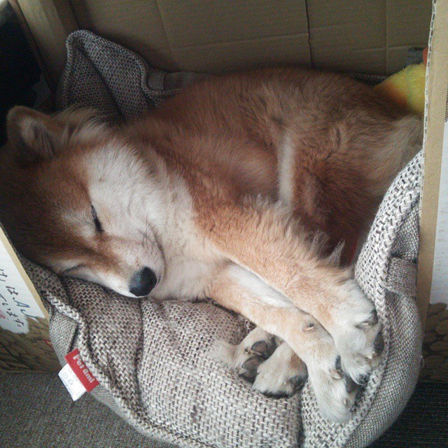 数据爆炸！小贾伦全面进化，森林狼撕碎公牛背后的唯一性哲学